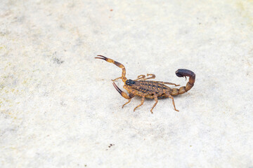 Dangerous Venomous insects. Chinese striped bark scorpion or Vietnamese brown scorpion - Lychas mucronatus on old Cement board.