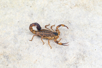 Dangerous Venomous insects. Chinese striped bark scorpion or Vietnamese brown scorpion - Lychas mucronatus on old Cement board.