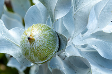 Unopened gum nut flower buds of a grey Mallee Eucalyptus