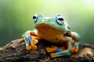 flying tree frog sitting on a branch , Rhacophorus reinwardtii