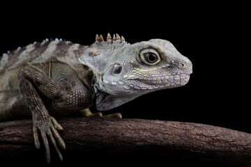 hypsilurus magnus forest dragon lizard, isolated on black background