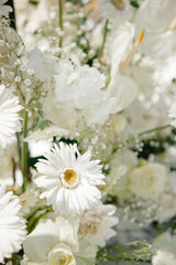 beautiful gerbera flowers close up