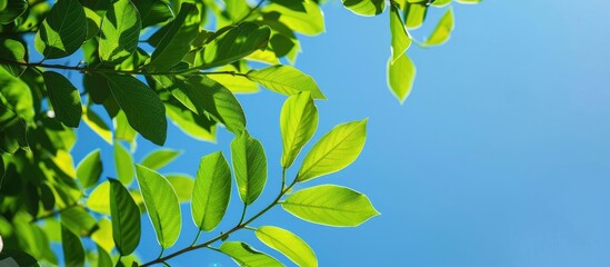 Obraz premium Green leaves against a clear blue sky provide a natural backdrop with ample copy space image