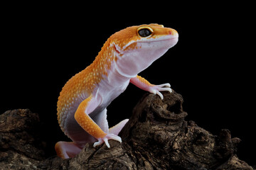 Leopard gecko lizard crawling on wood, lizard isolated on black, eublepharis macularius