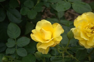 Yellow rose in a garden