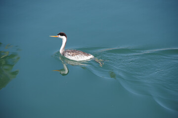 Clark’s Western Grebe Aechmophorus clarkii Podicipedidae