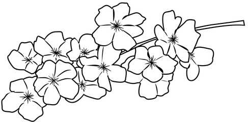 Cherry Blossom Flower