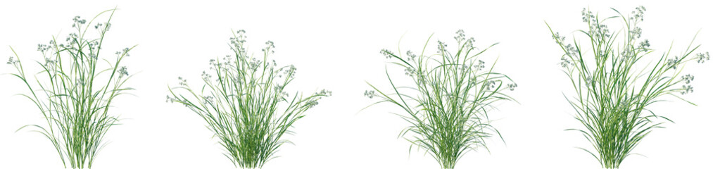Set of Luzula nivea (Snowy Wood Rush) frontal isolated png on a transparent background perfectly cutout high resolution