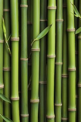 Obraz premium Lush Green Bamboo Forest Detailed Macro View of Vibrant Stalks, Peaceful Natural Texture Serene Zen Garden Botanical Background