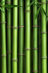 Fototapeta premium Tranquil Green Bamboo Forest Serene Close-up of Lush Stalks in Natural Setting Peaceful Zen Garden Concept