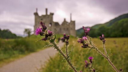 Closer look to the vivid purple thistles lead to a historic Kilchurn castle amid lush hills under a cloudy sky, highlighting nature and heritage of Scotland.