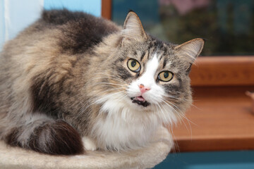 fluffy cat sitting on a scratching post by the window with the tip of its tongue sticking out