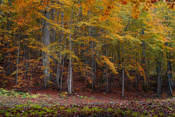 Autumn forest scene with vibrant orange and yellow leaves. The colorful foliage contrasts against the dark trunks, creating a serene and natural landscape. Ideal for nature, autumn, and tranquility th