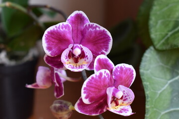Orquídea colombiana