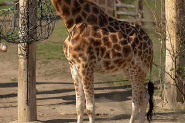 A beautiful giraffe poses in a natural setting, showcasing its distinctive patterns and tall stature.
