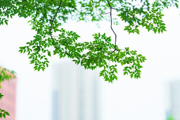 Obraz premium Beautiful and dreamy green leaf background
