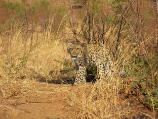 Young Leopard