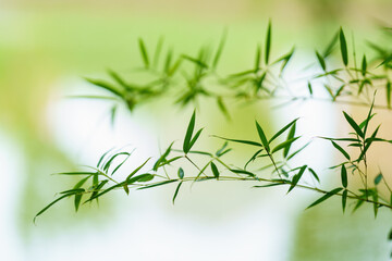 Beautiful and dreamy green bamboo leaf background