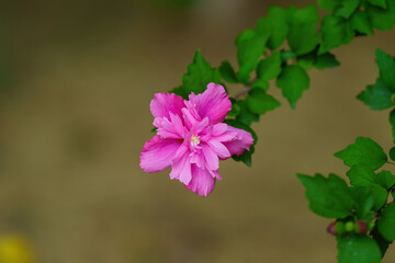 Fototapeta premium Blooming with the beautiful red hibiscus flowers