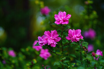 Blooming with the beautiful red hibiscus flowers