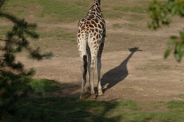 A mesmerizing rear view of a majestic giraffe displaying its distinct pattern amidst a tranquil environment