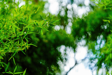 Beautiful and dreamy green bamboo leaf background