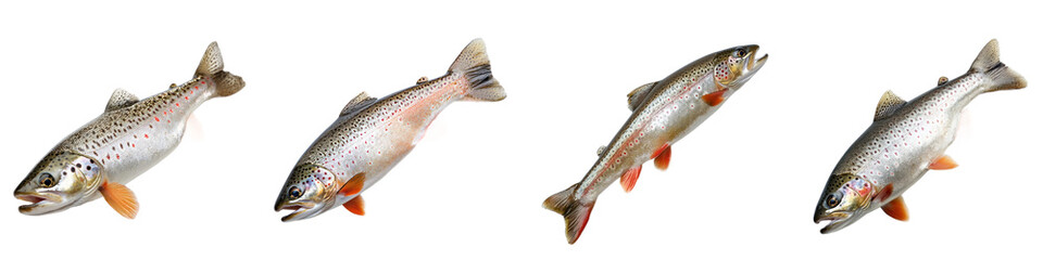 Obraz premium Freshly caught trout with a silver body and red spots, highlighting its vibrant colors. isolated on transparency background