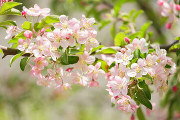 Blooming apple tree in the spring garden. Pink flowers on a tree