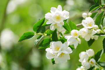 Jasmine flowers on a bush in a garden