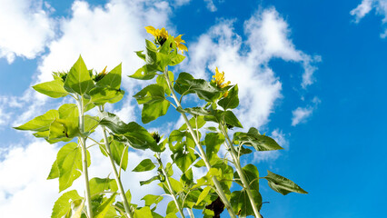 Imponente girasol tocando el cielo azul con nubes blancas