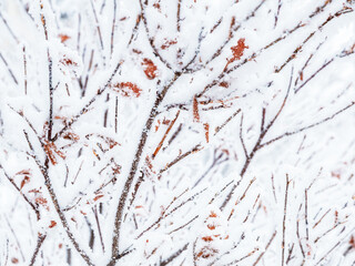 Snow and rime ice on the branches of bushes. Beautiful winter background with twigs covered with hoarfrost. Plants in the park are covered with hoar frost. Cold snowy weather. Cool frosting texture.