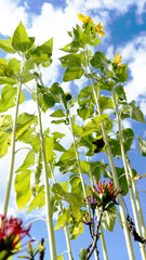 Girasoles en campo abierto con cielo despejado y nubes blancas