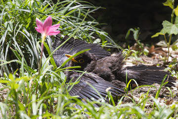 Chinese blackbird enjoying sunshine shower