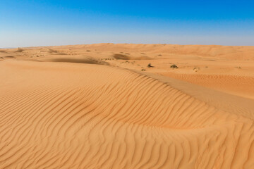 Waves of golden sand stretch across the Wahiba Desert in Oman under a clear blue sky during midday