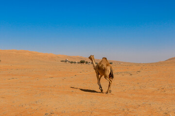 A solitary camel walks across the golden sands of the Wahiba Desert in Oman under a clear blue sky during midday
