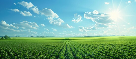 Vibrant green vegetable field with a clear blue sky serving as an ideal copy space image