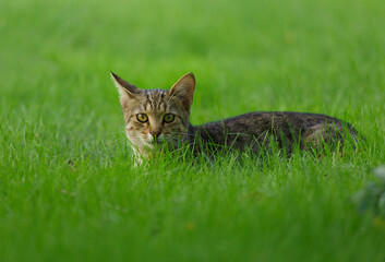 Grey cat lying on green grass