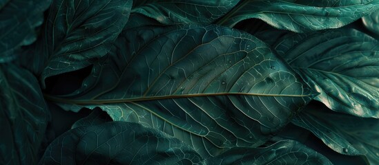 Fototapeta premium Macro shot of a lush dark green tropical leaf highlighting its intricate vein pattern creating a chic and earthy nature background with room for additional imagery