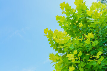 A background of green leaves under the blue sky