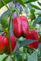 paprika or bell pepper (also known as sweet pepper, pepper, capsicum) is the fruit of plants in the Grossum Group of the species Capsicum annuum