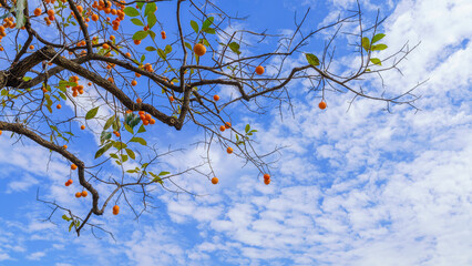 Mature red persimmon on the trees under the autumn sky