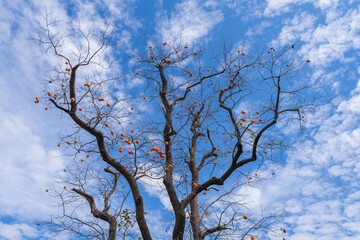 Mature red persimmon on the trees under the autumn sky