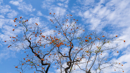 Obraz premium Mature red persimmon on the trees under the autumn sky