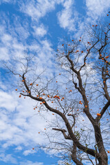 Mature red persimmon on the trees under the autumn sky