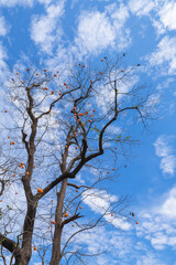 Mature red persimmon on the trees under the autumn sky