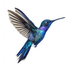 Obraz premium A flying blue hummingbird photography birdwatching colorful.