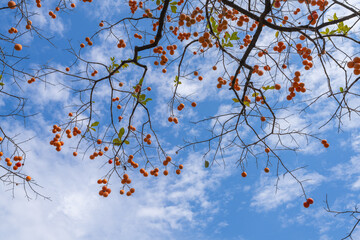 Mature red persimmon on the trees under the autumn sky