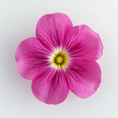 Pink primrose flower isolated on white background top view spring
