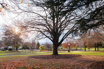 Autumn leaves covering the ground in park on winter evening in town of Wagga Wagga