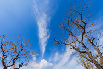 Mature red persimmon on the trees under the autumn sky